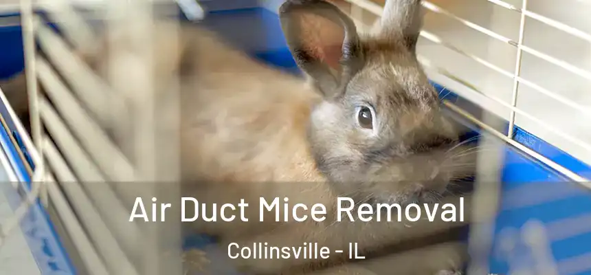 Air Duct Mice Removal Collinsville - IL